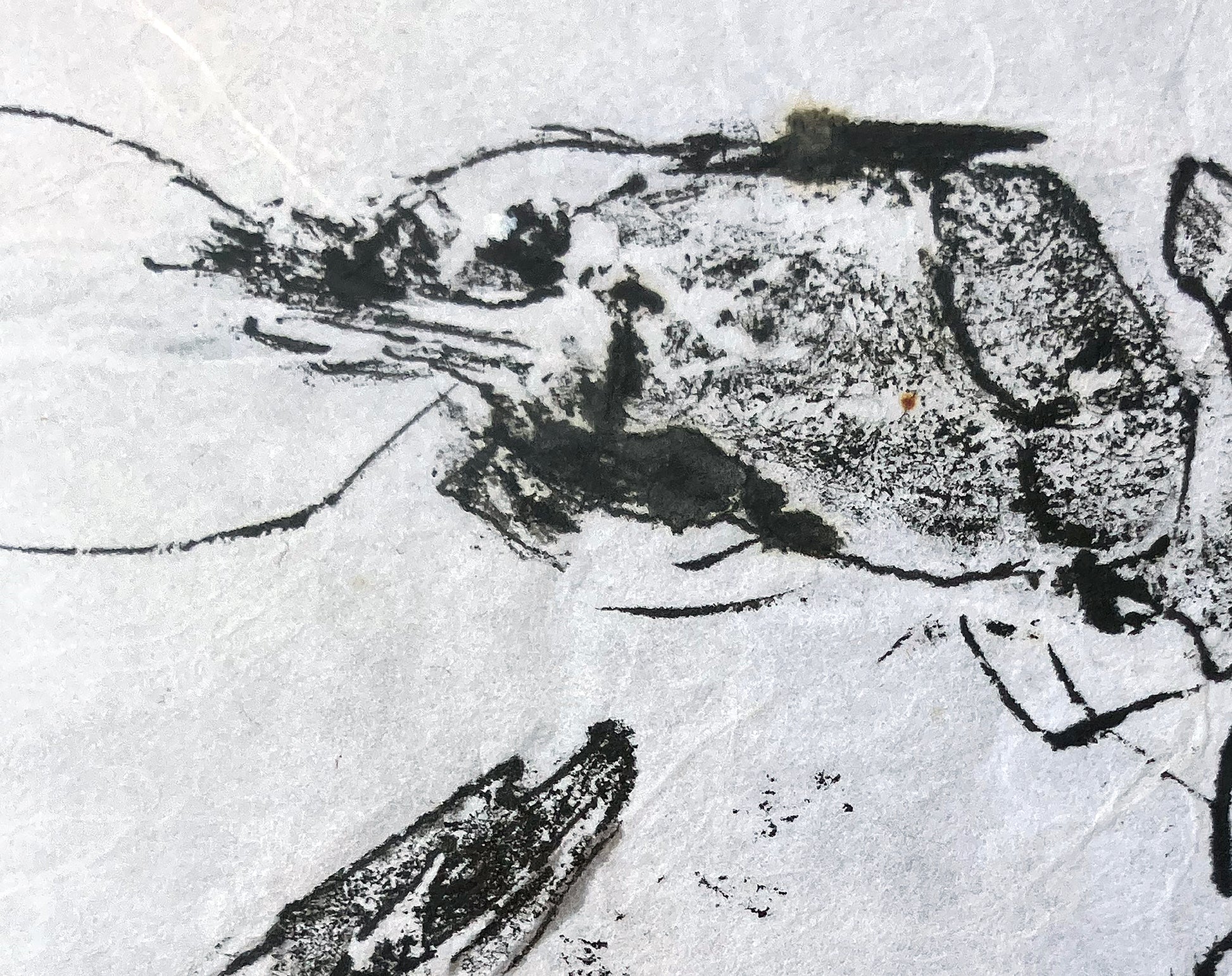 Dueling shrimp